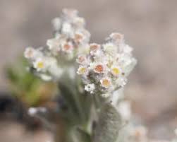 Image result for Vellereophyton dealbatum