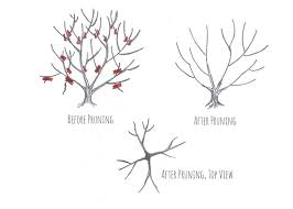 When you cut them, you wound them. Simple Pruning Tips For Fruit Trees Gardening In The Desert