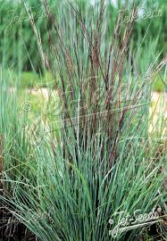 Image result for Enneapogon scoparius