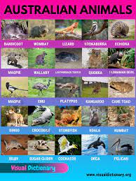 Australian Animals List Of 30 Famous Animals In Australia Visual Dictionary