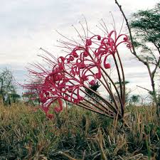 Image result for Ammocharis tinneana