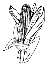 Corn On The Cob Coloring Page Thanksgiving Coloring Pages Coloring Pages Corn Drawing