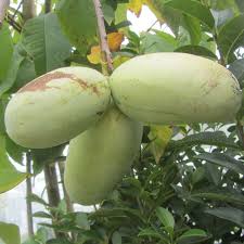 Pawpaw Indianerbanane Asimina Triloba Overleese Rot