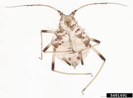 Simply pulling peppers off can damage branches. Banana Aphid Pentalonia Nigronervosa Hemiptera Aphididae 5481691