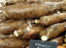 Cameroun La Sotrama Ambitionne De Transformer 120 Tonnes De Manioc Par Jour Investir Au Cameroun