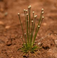 Image result for Eriocaulon cinereum