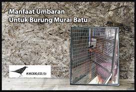 Model seperti ini dibandrol rp. Manfaat Umbaran Untuk Burung Murai Batu Agar Tampil Maksimal