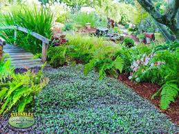 Ground covers and stepables are an important part of the herb garden. Stepables Com Plants That Tolerate Foot Traffic