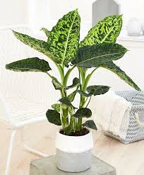 La Derniere Tendance Vegetale Reperee Sur Pinterest Les Plantes A Motifs Plante Deco Plantes Deco Plantes Interieur