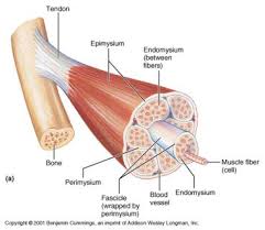 The muscular system consists of various types of muscle that each play a crucial role in the function of the body. Histology Of Muscle
