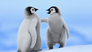 Schattige dieren achtergronden google zoeken schattige dieren. Beautiful And Cute Schattige Babydieren Dieren Dieren Mooi