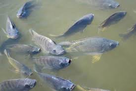 Teknik Sederhana Beternak Ikan Nila