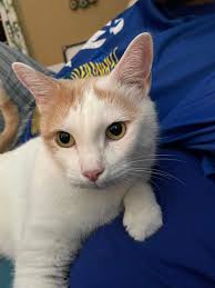 Happy Birthday to Cats of Jamaica Founder Sharni Mitchell Bullock