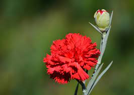 Pin On National Flowers