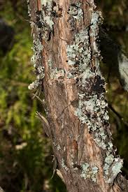 Image result for Tarchonanthus trilobus