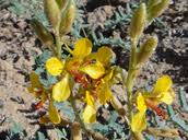 Image result for Aeschynomene glauca