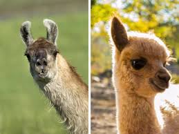 What S The Difference Between A Llama And An Alpaca In 2020 Alpaca Vs Llama Cute Alpaca Llama Facts