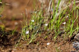 Image result for Utricularia arenaria