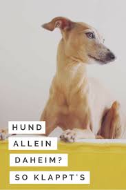 Und als solches liegt es in seiner natur den kontakt zur gruppe zu suchen. Hund Allein Zu Haus Wie Klappt Das Midoggy Community Hunde Hundetricks Hundetraining