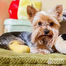 pfoten meinhundprivat challange lang ist es her da hatte alfis pfotchen mit einer glasscherbe bekanntschaft gemacht nicht s cute dogs cutest dog ever yorkie