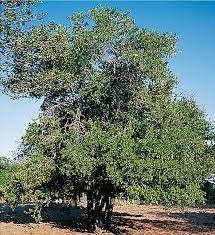 Image result for Spirostachys