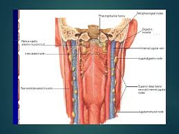 It is extremely important because every cell in the body depends on the hormones the thyroid produces toestimated reading time: Anatomy Of Lymph Nodes Of Head And Neck