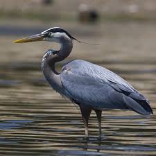 Blue Bird With Big Feathers Learn To Idenify The Various Species Of Bluebirds Identify The Differences Between The Eastern Bluebird The Western Bluebird And T Blue Heron Heron Big Bird