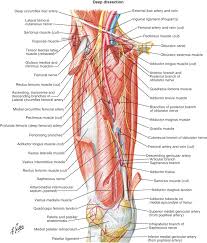 The muscles, bones, joints, nerves, blood and lymphatic supply, anatomical areas, and the structures in the hand. Clinical Anatomy And Recipient Vessel Selection And Exposure In The Lower Extremity Plastic Surgery Key