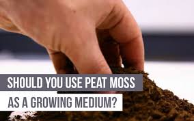 Composts are rich in microorganisms. Should You Use Peat Moss As A Growing Medium Upstart University