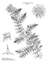 Image result for Ceratophyllum