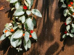 Image result for Episcia