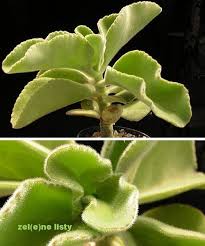 Image result for Kalanchoe lateritia