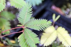 Pokok semalu (mimosa pudica l.) adalah tumbuhan merayap semusim (annual) yang sering menarik minat: File Mimosa Pudica 10zz Jpg Wikimedia Commons