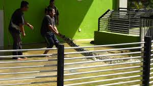 Taman Buaya Melaka Croc Show Youtube