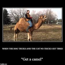 She's telling not just 100 individual jokes, but a story that is deliberately arranged, much like a comedy film or a tv series. Ever Thought About Getting A Camel Imgflip