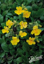 Image result for Mimulus