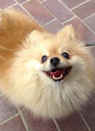 Check spelling or type a new query. Pomeranian Hair Growth Keeping It Healthy Pommy Mommy