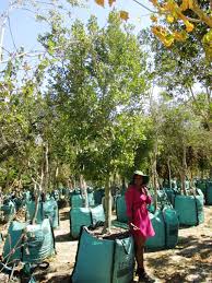 Image result for Apodytes dimidiata