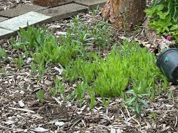 Image result for Gomphocarpus tenuifolius