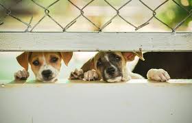 Aggressive puppy warning signs include snarling, growling, mounting, snapping, lunging, challenging stance, aggressive barking, and biting. 11 Signs A Puppy Is From A Puppy Mill Lovetoknow