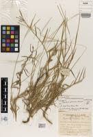 Image result for Digitaria longiflora