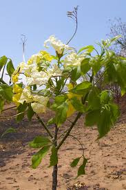 Image result for Cladostemon kirkii