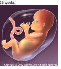 C2 assess the pregnant woman: 4 To 6 Months Pregnant 2nd Trimester Baby Growth Development