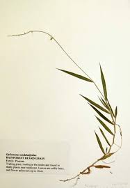 Image result for Oplismenus undulatifolius