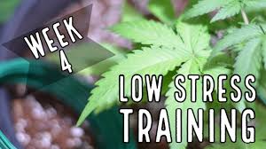 Eat a healthy diet and work to keep your. Week 4 Low Stress Training Lst For Autoflowers Youtube