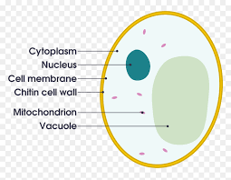 High school, college/university, master's or phd, and we will assign you a writer who can satisfactorily meet your professor's expectations. Animal Cell Diagram Gcse Png Download Yeast Facts Transparent Png Vhv