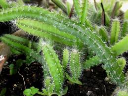 Feb 08, 2021 · the dragon fruit cactus is a tropical plant, which means it likes heat. How To Start A Dragon Fruit Cactus From Seed Miss Chen Garden Manage Gfinger Es La App De Jardineria Mas Profesional