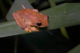 Image result for Arthropteris charletiana