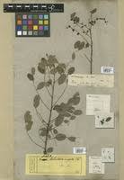 Image result for Phyllanthus polyspermus