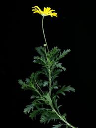 Image result for Euryops chrysanthemoides